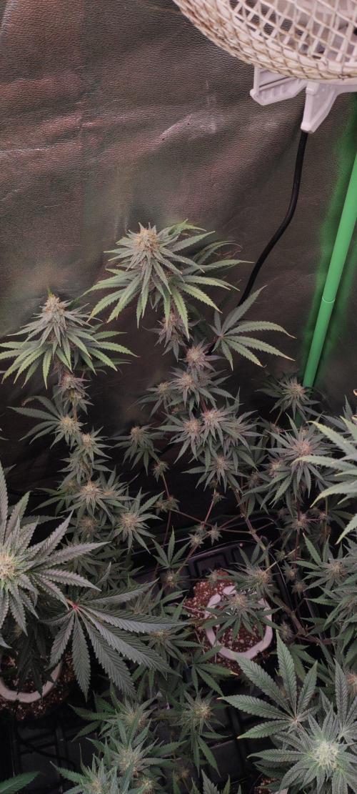 Sherbet. Week 10