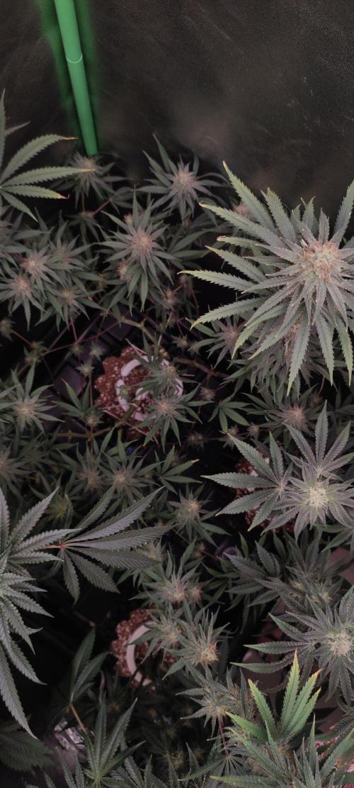 Sherbet. Week 10
