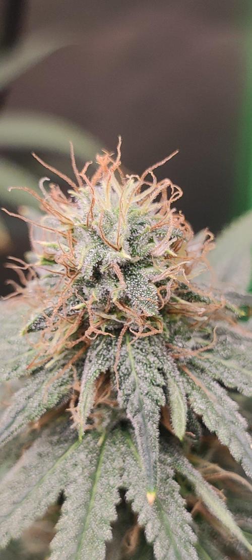 Sherbet. Week 10