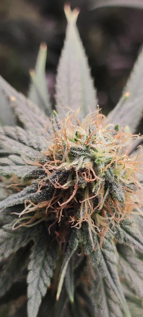 Sherbet. Week 10