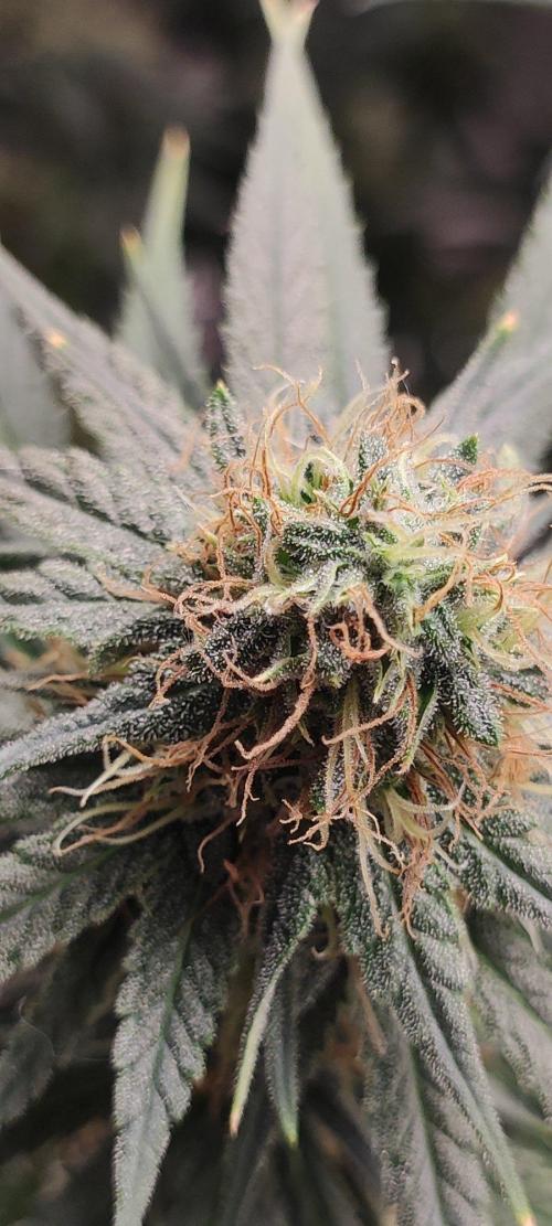 Sherbet. Week 10