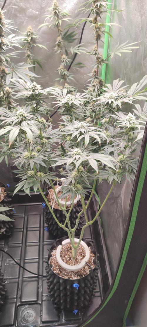Gorilla Candy. Week 10