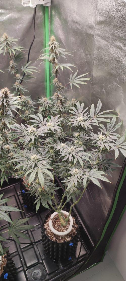 Gorilla Candy. Week 10