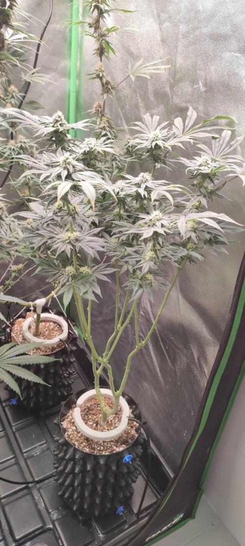 Gorilla Candy. Week 10