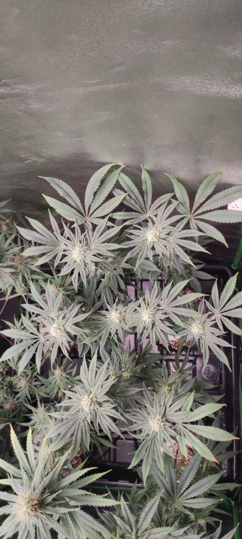 Gorilla Candy. Week 10