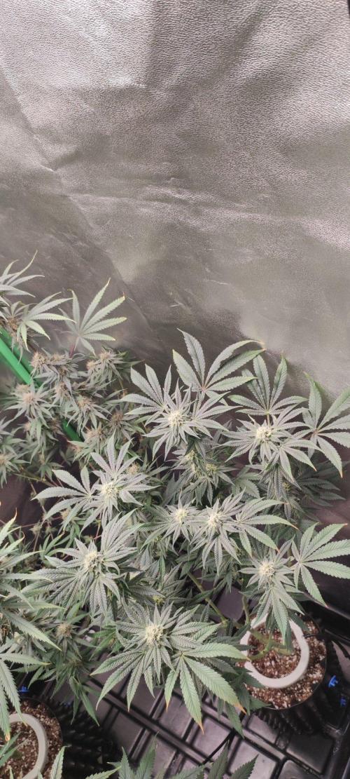 Gorilla Candy. Week 10