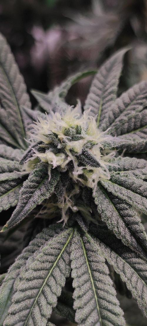 Gorilla Candy. Week 10