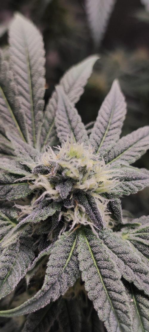 Gorilla Candy. Week 10