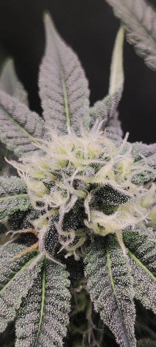 Gorilla Candy. Week 10