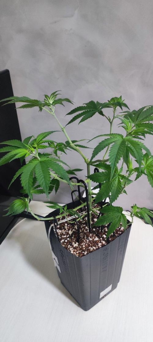Peach Buddha CBD 🍑. Week 4