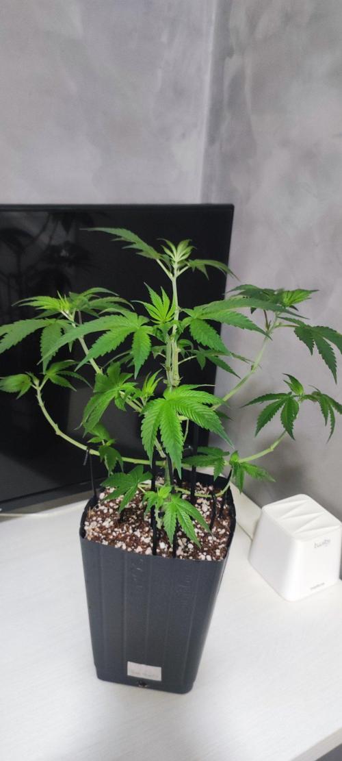 Peach Buddha CBD 🍑. Week 4