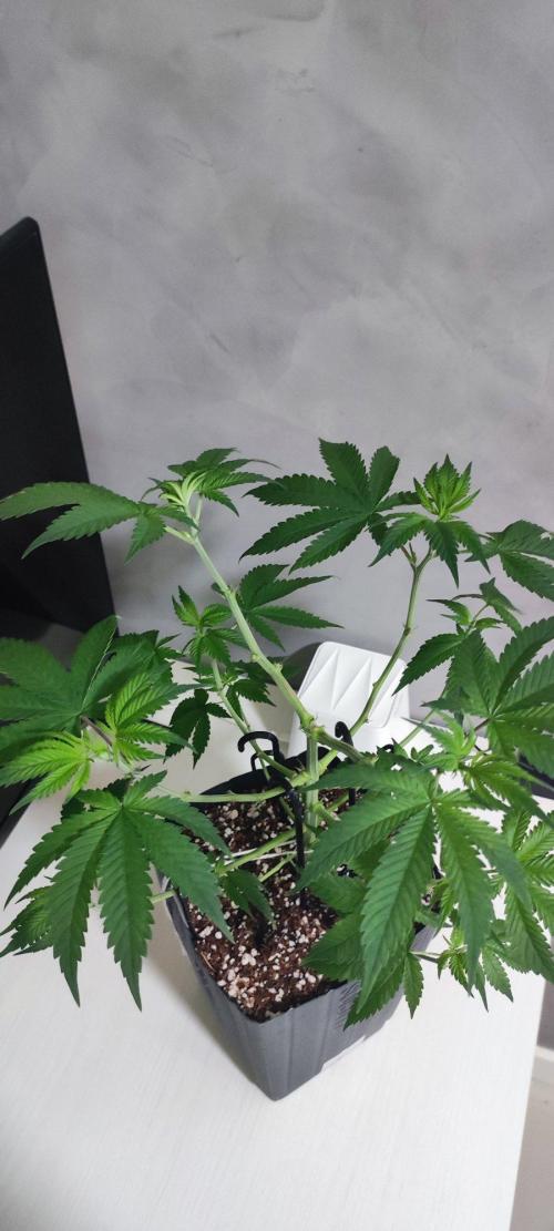 Peach Buddha CBD 🍑. Week 4