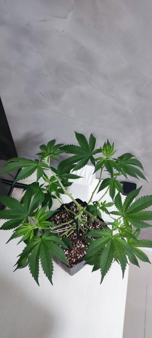 Peach Buddha CBD 🍑. Week 4
