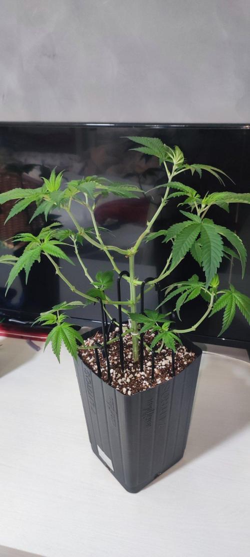 Peach Buddha CBD 🍑. Week 4