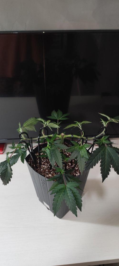 Grape Pie 🍇 *Clone/1. Week 4
