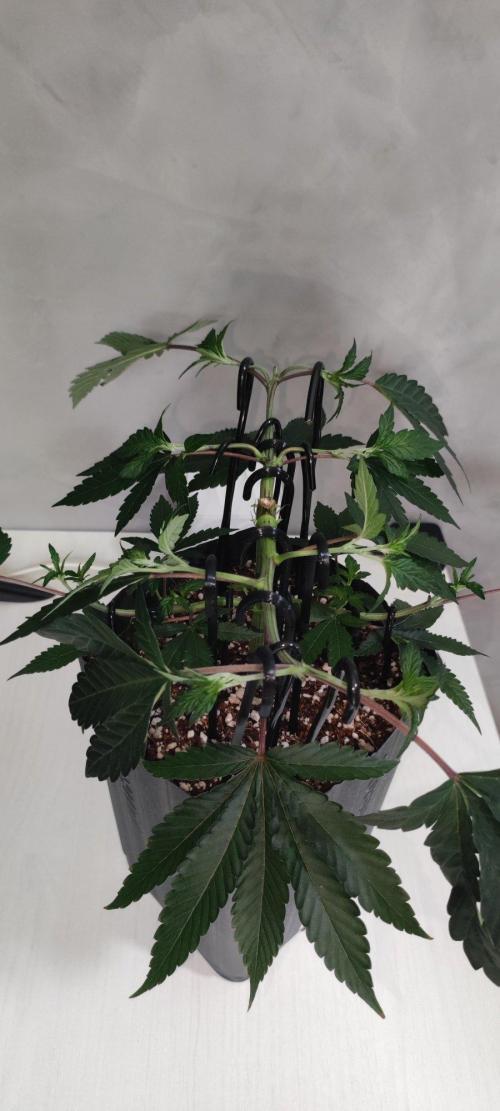 Grape Pie 🍇 *Clone/1. Week 4