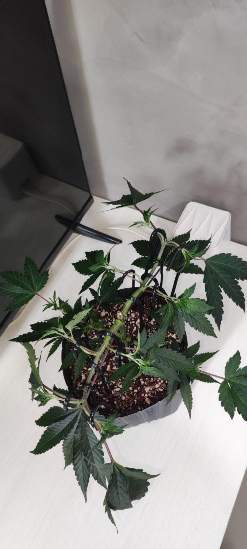 Grape Pie 🍇 *Clone/1. Week 4