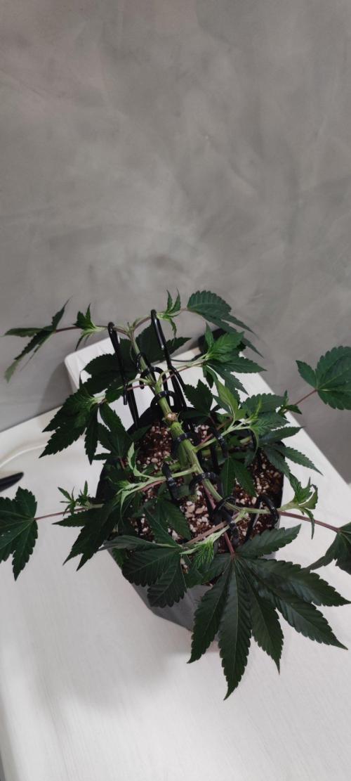 Grape Pie 🍇 *Clone/1. Week 4