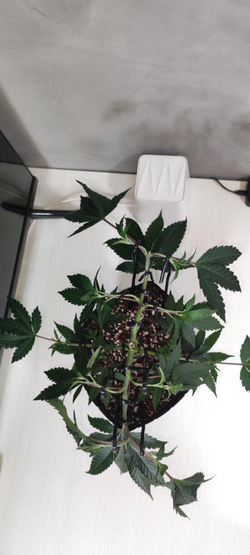 Grape Pie 🍇 *Clone/1. Week 4