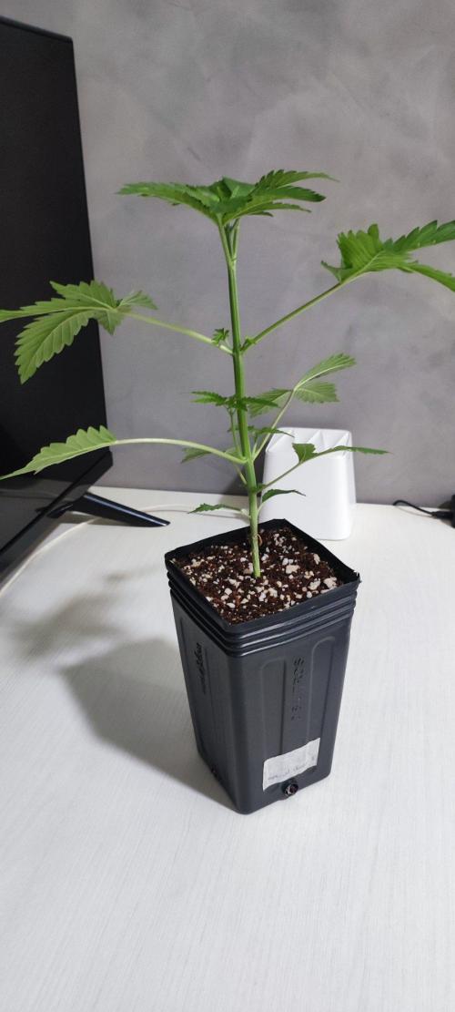 Special Queen #1. Week 2