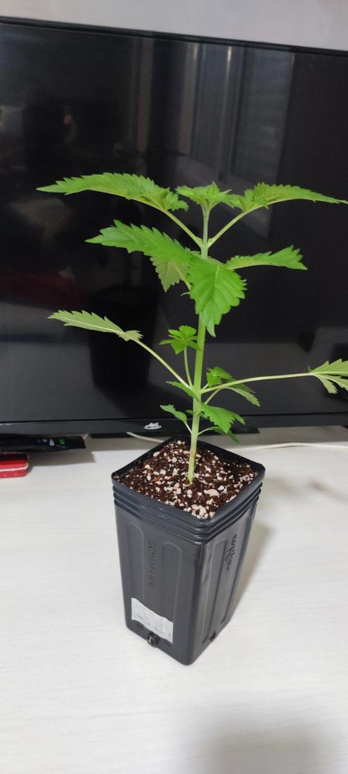 Special Queen #1. Week 2