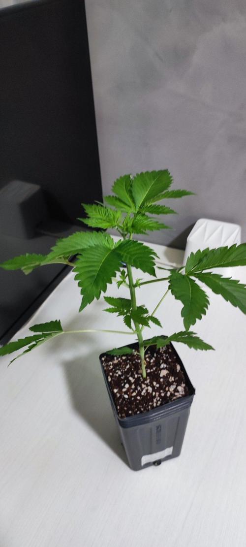 Special Queen #1. Week 2