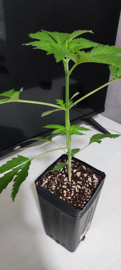 Special Queen #1. Week 2