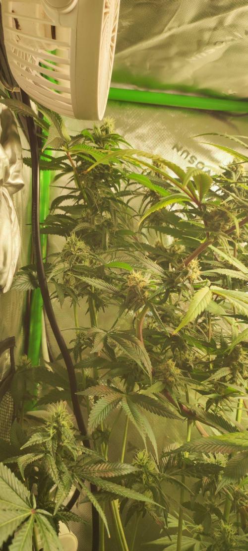 Blue Zushi. Week 10