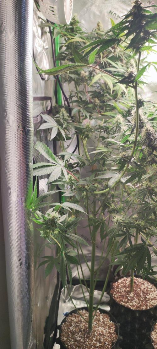 Blue Zushi. Week 10