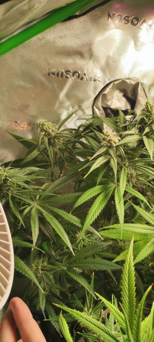 Blue Zushi. Week 10
