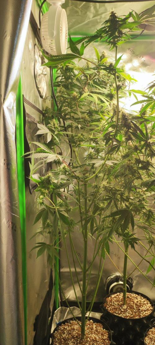 Blue Zushi. Week 10