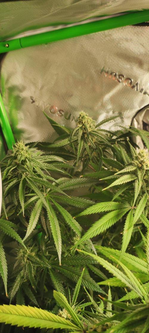 Blue Zushi. Week 10