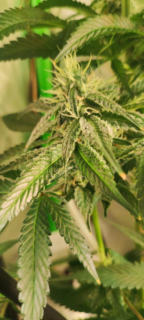 Blue Zushi. Week 10