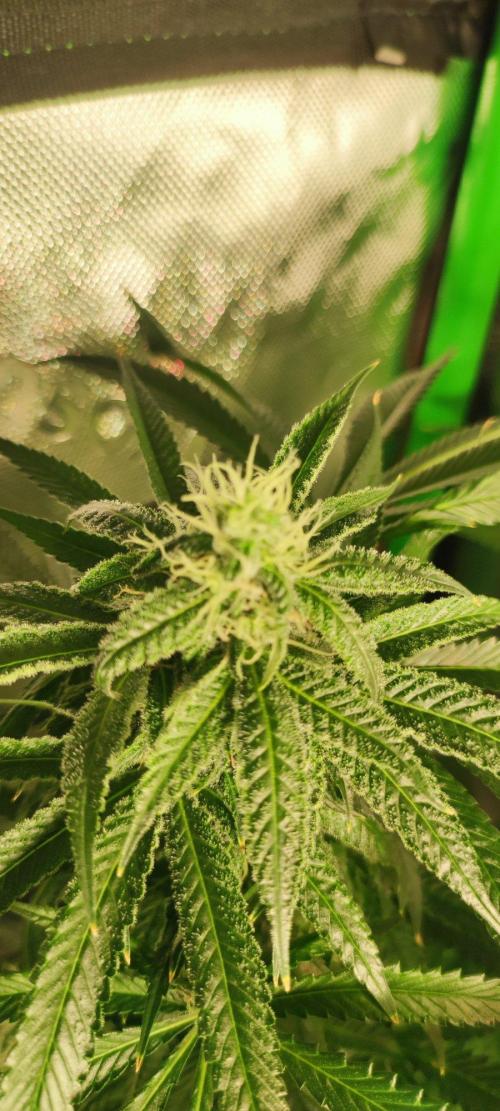 Blue Zushi. Week 10