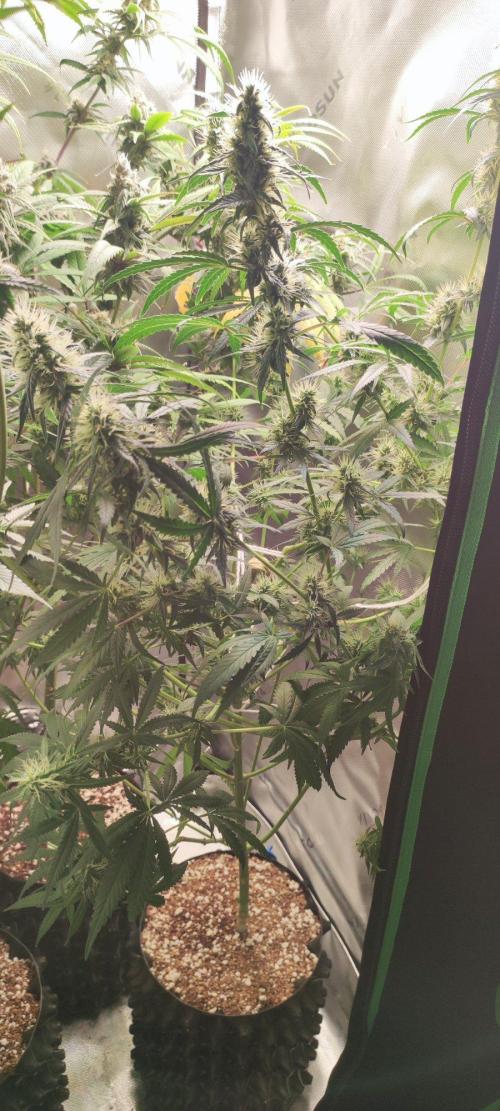 Grateful End OG. Week 10