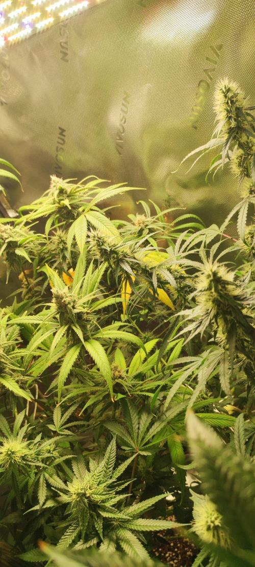 Grateful End OG. Week 10