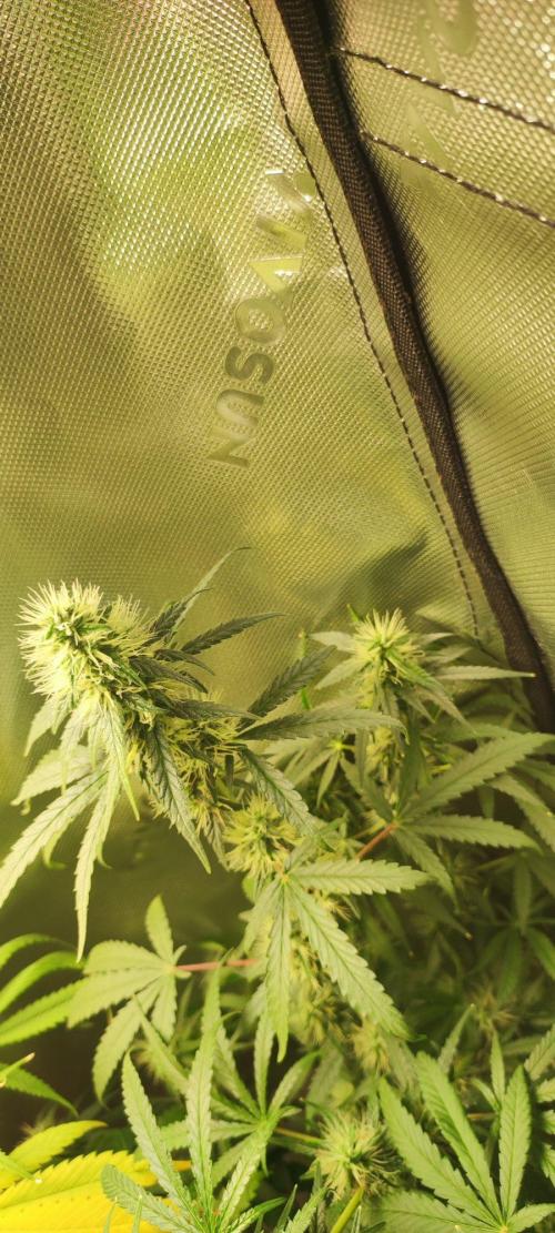Grateful End OG. Week 10