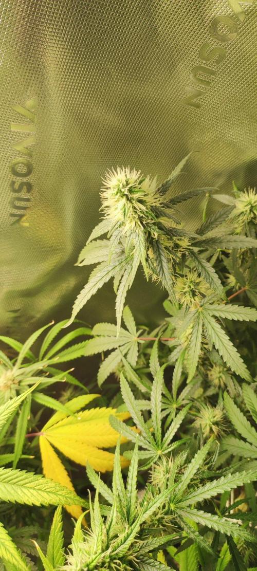 Grateful End OG. Week 10