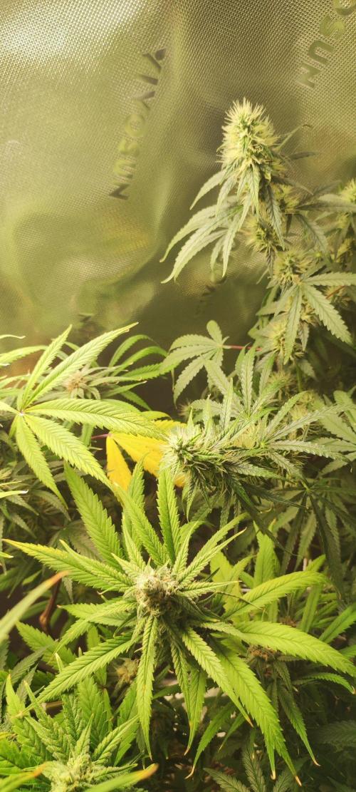 Grateful End OG. Week 10