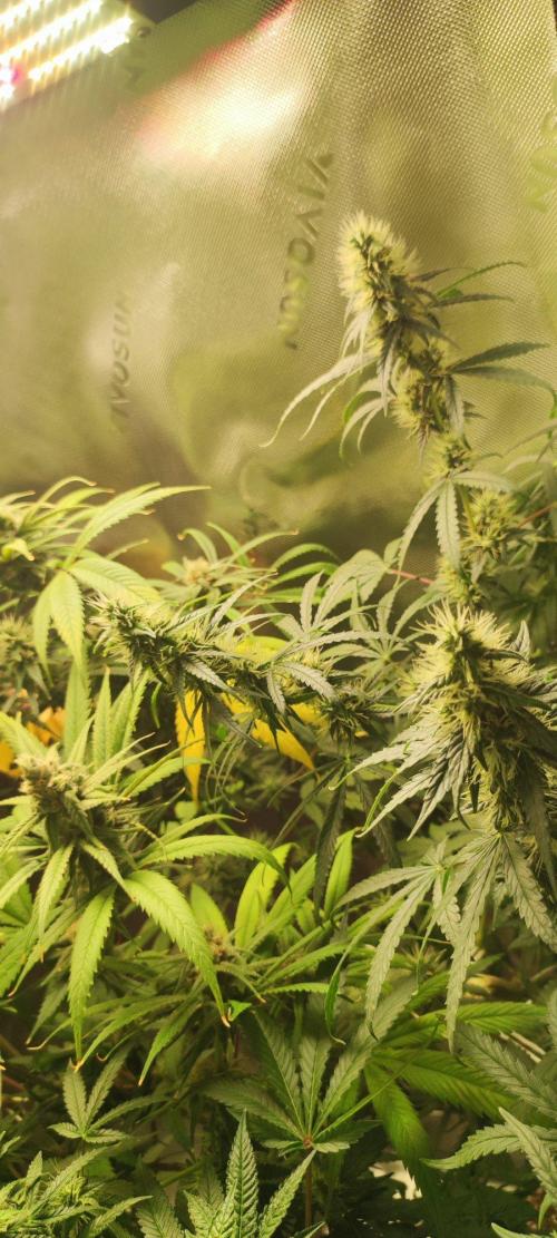 Grateful End OG. Week 10