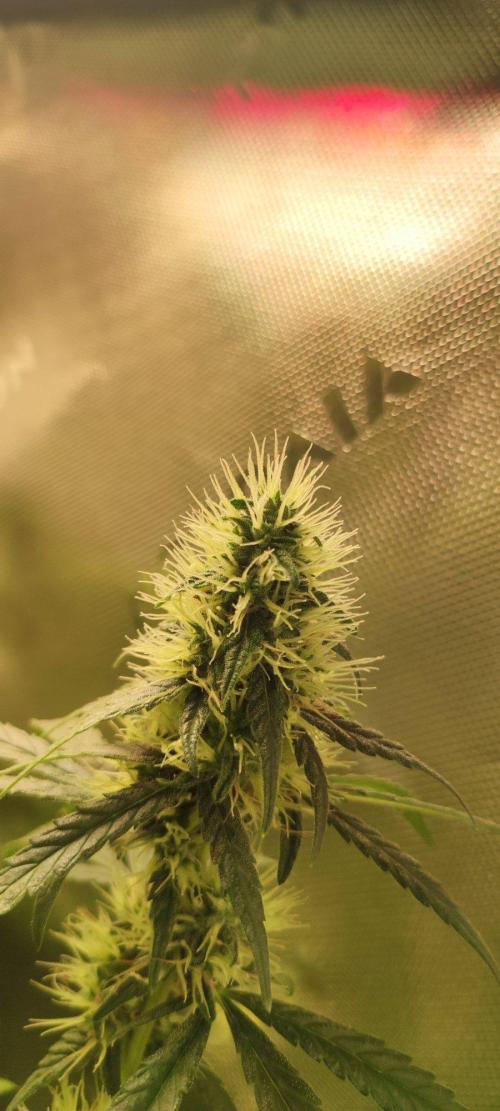 Grateful End OG. Week 10