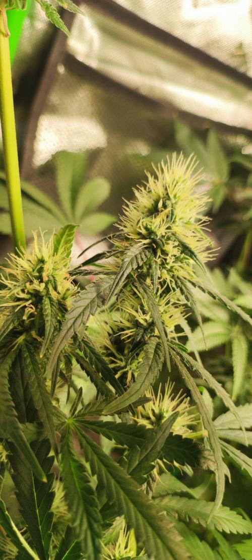 Grateful End OG. Week 10