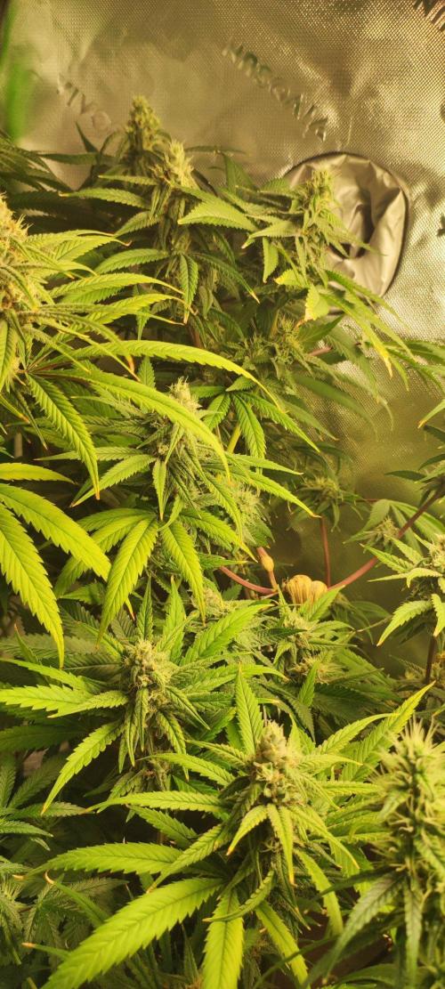 Skywalker Haze. Week 10