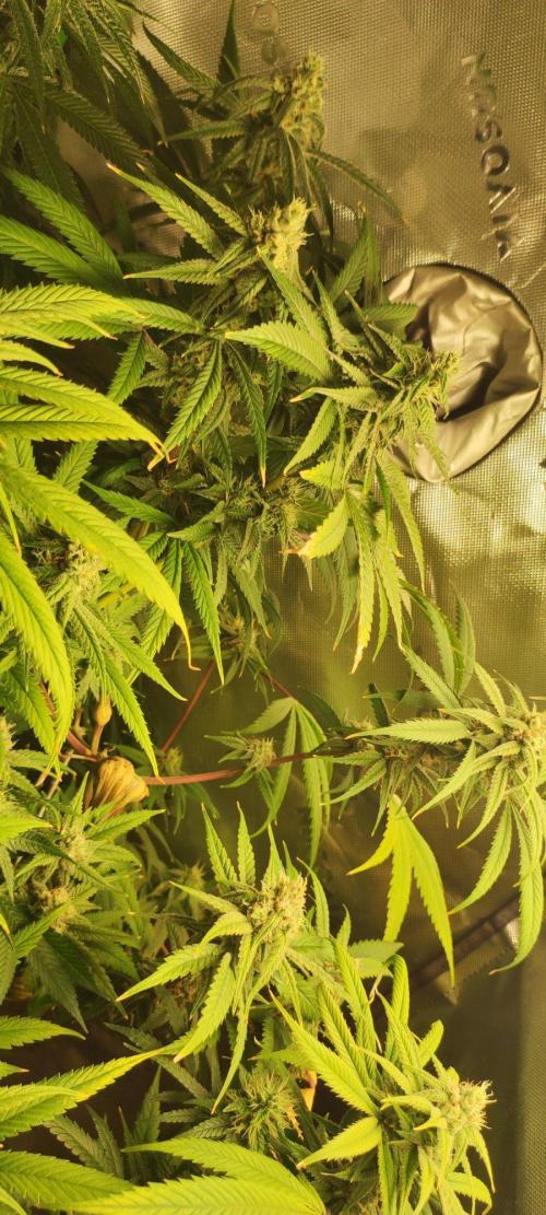 Skywalker Haze. Week 10