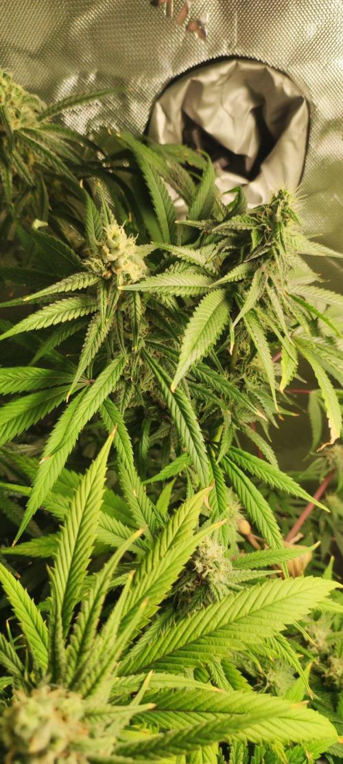 Skywalker Haze. Week 10
