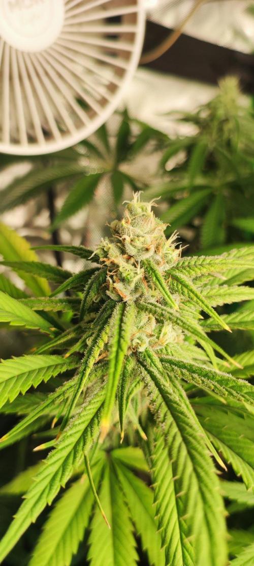 Skywalker Haze. Week 10