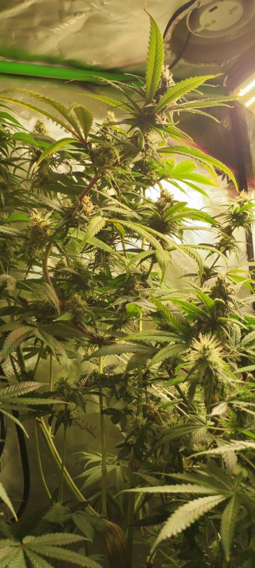 Skywalker Haze. Week 10