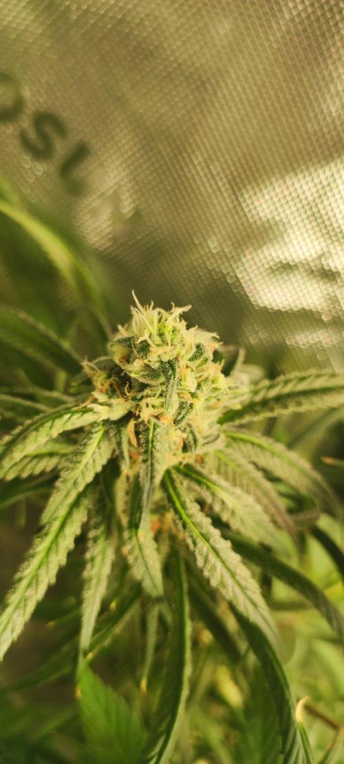 Skywalker Haze. Week 10