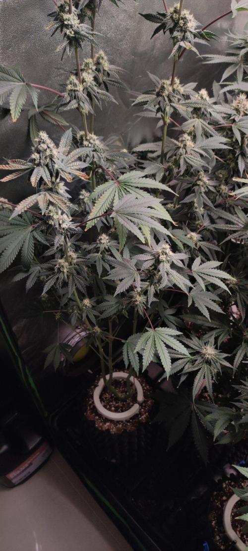 Grape Pie. Week 10