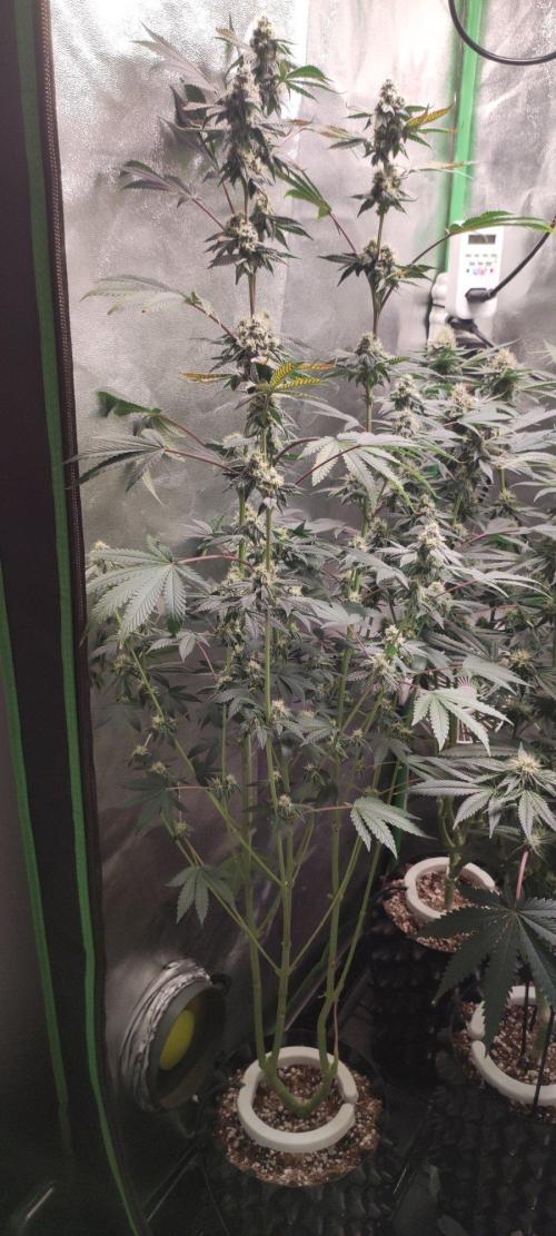 Grape Pie. Week 10